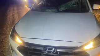 39-летний пассажир автомобиля получил травмы в Удмуртии из-за наезда на лося
