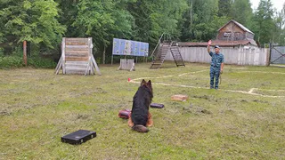 Викинг и Мирослава - служебные собаки, которые работают с лучшими кинологами в УФСИН по Удмуртии