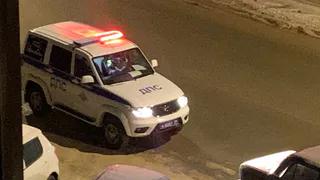 В Удмуртии за год зафиксировали около 300 ДТП с участием диких животных