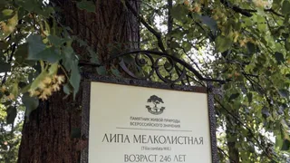 Липа, которая стала свидетелем детства Чайковского, вошла в топ-15 лучших деревьев России