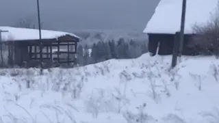 В Глазовском районе Удмуртии не могут найти подрядчика на отлов бродячих животных
