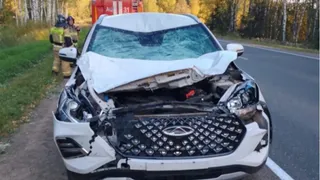 В Игринском районе сбили лося
