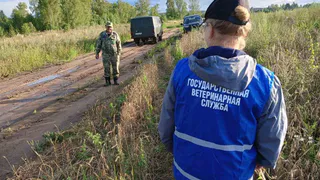 В Удмуртии проходят рейды по местам обитания диких кабанов