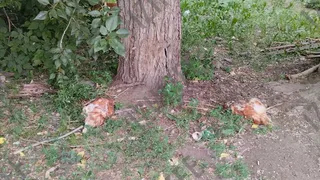 Обезглавленных куриц нашли у детской школы искусств в Ижевске