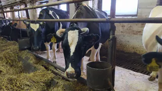 Почти на 6% в Удмуртии выросло производство молока