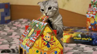 Глазовчанам подскажут, как выбрать новогодние подарки детям
