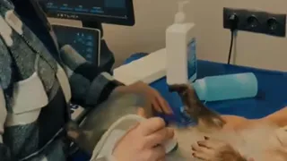 Обезьянка Ляля из Удмуртского цирка ждет малыша
