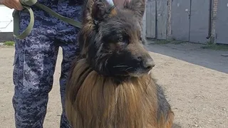 Пес Зорро меняет тюремный караул на домашний уют