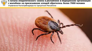 Примерно 10 человек из Глазова и района ежедневно обращаются за помощью после укусов клещей