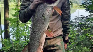 В Удмуртии рыбак поймал щуку весом более 6 кг