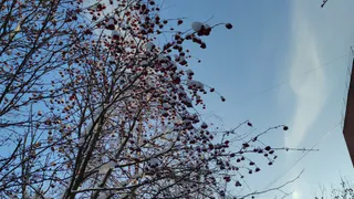 Погода в Глазове на 21 декабря