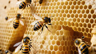 Пчел поставят на учет в Глазовском районе