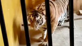 В Ижевский зоопарк приехала тигрица