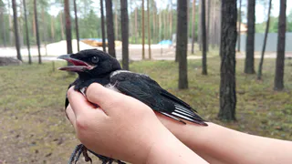 С 15 августа в Удмуртии стартует сезон охоты на пернатую дичь