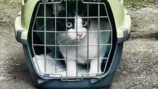 Кошка вдруг стала другой: 7 тревожных сигналов, которые хозяева часто замечают слишком поздно