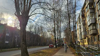Суд отказал жителю Глазова в иске об обрезке деревьев у многоквартирного дома