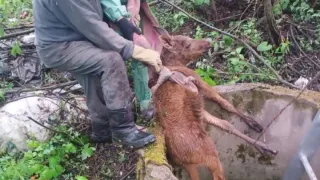 Спасатели в Глазовском районе вытащили лосёнка из колодца