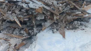 Волонтеры глазовского приюта для бездомных животных просят помощи