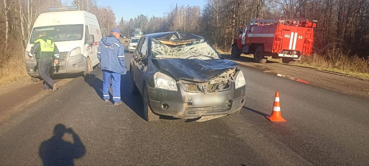 На трассе в Удмуртии произошло ДТП с лосем