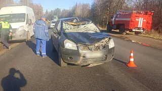 На трассе в Удмуртии произошло ДТП с лосем