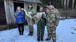 В Удмуртии спасли лебедей  с «ангельскими крыльями»