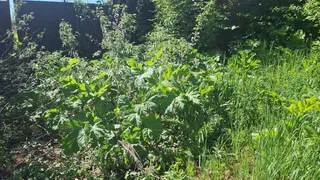 Жители домов на улице Чапаева в Глазове жалуются на заросли борщевика