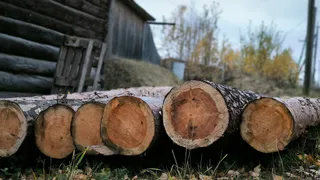 Удмуртия направила более 75 тысяч кубометров хвойных лесоматериалов в регионы страны
