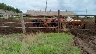 Истощенных лошадей содержали на племзаводе в Граховском районе